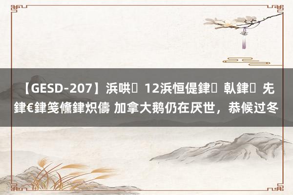 【GESD-207】浜哄12浜恒偍銉倝銉兂銉€銉笺儵銉炽儔 加拿大鹅仍在厌世，恭候过冬