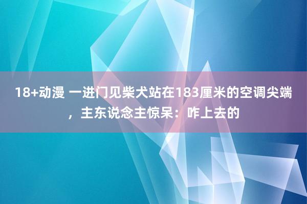 18+动漫 一进门见柴犬站在183厘米的空调尖端，主东说念主惊呆：咋上去的